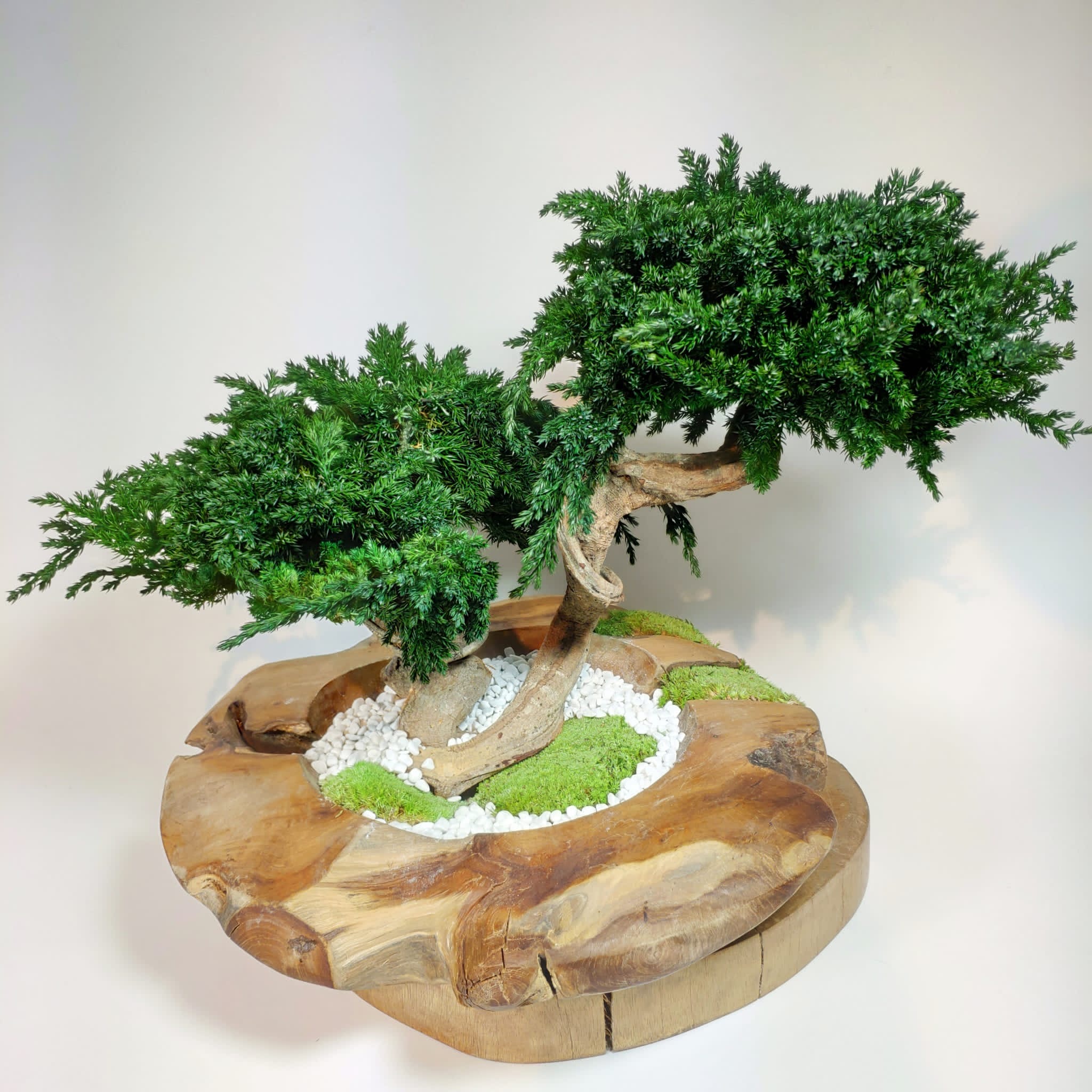 Bonsai Juniperus VegetalTrend