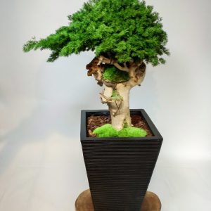 Plante en pot ming, vegetaltrend