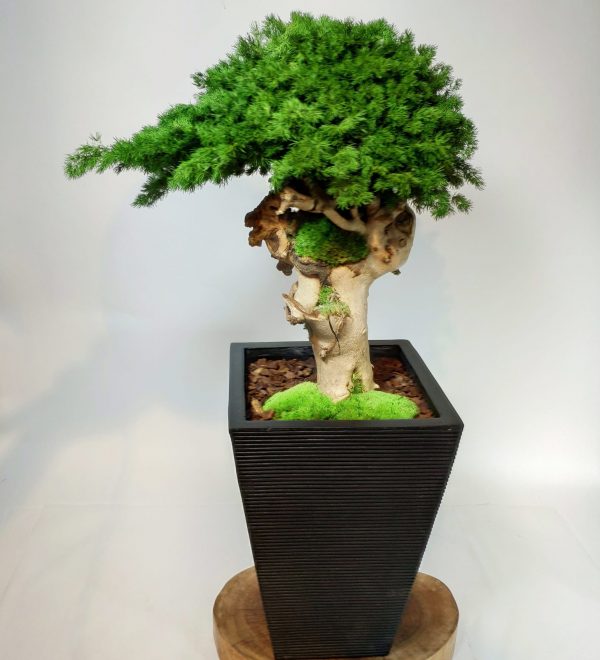 Plante en pot ming, vegetaltrend