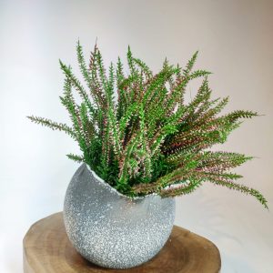 plante en pot bruyere, vegetaltrend