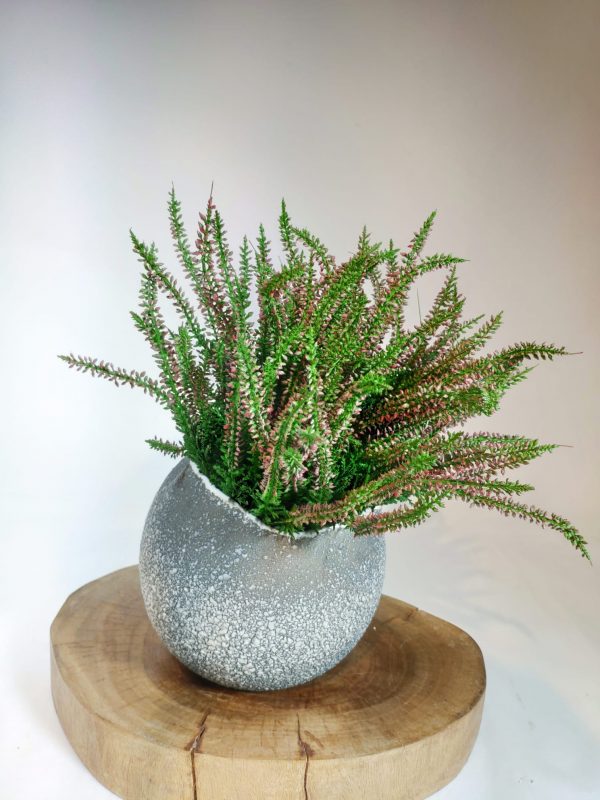 plante en pot bruyere, vegetaltrend