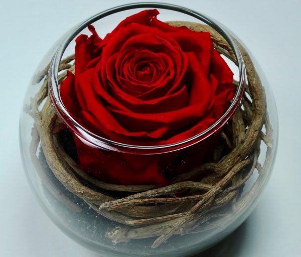 Rose stabilisée rose rouge