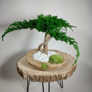 VegetalTrend Bonsai Juniperus 1