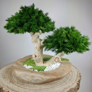 Bonsaï Juniperus 11