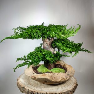 Bonsaï Juniperus 13