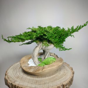 Bonsaï Juniperus 14