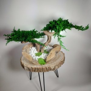 VegetalTrend Bonsai Juniperus 2