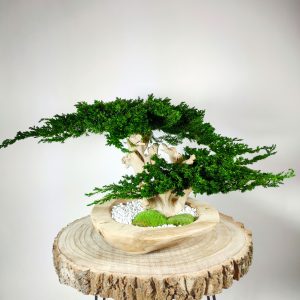 VegetalTrend Bonsai Juniperus 4