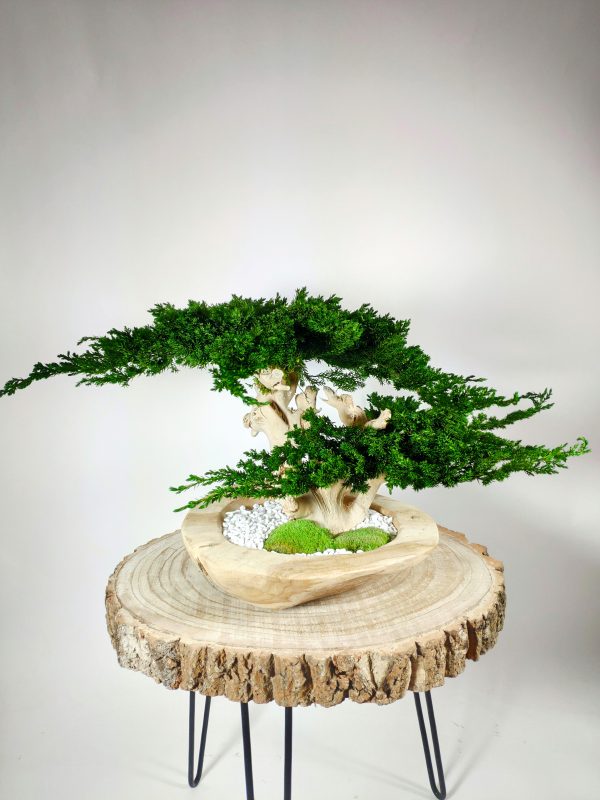 VegetalTrend Bonsai Juniperus 4