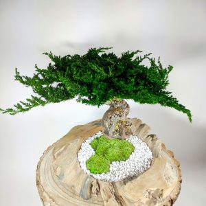 VegetalTrend Bonsai Juniperus 7