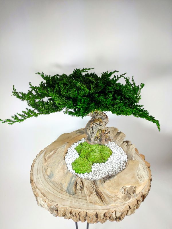 VegetalTrend Bonsai Juniperus 7