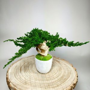 VegetalTrend Bonsai Juniperus 8