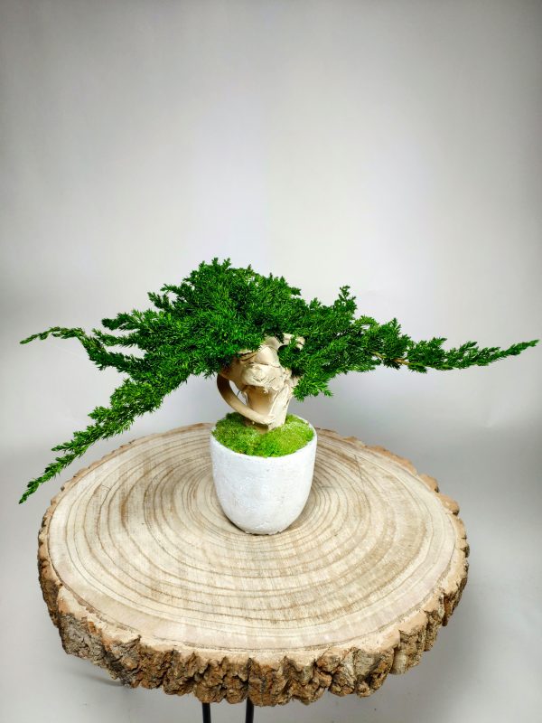 VegetalTrend Bonsai Juniperus 8