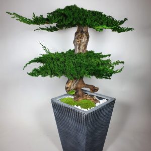VegetalTrend Bonsai Juniperus 9