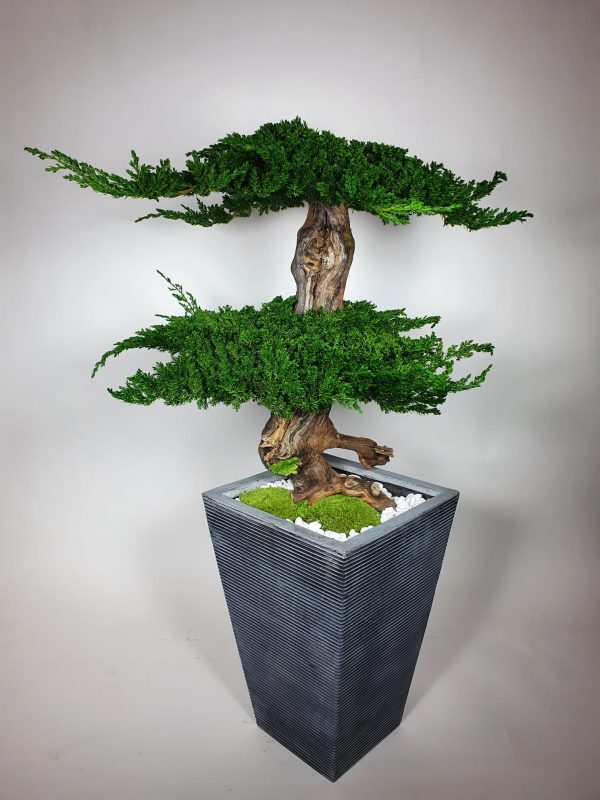 VegetalTrend Bonsai Juniperus 9