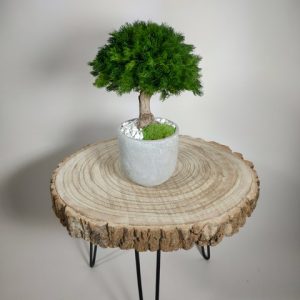 VegetalTrend Bonsai Mini Ming