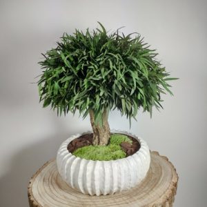 VegetalTrend Bonsai Nicoly