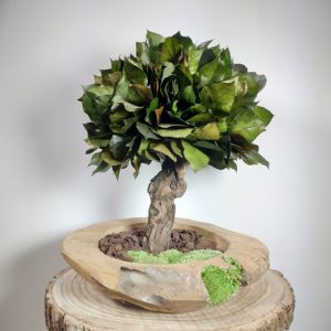 VegetalTrend Bonsai Salal