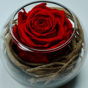 VegetalTrend rose rouge 2