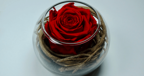 VegetalTrend rose rouge 2